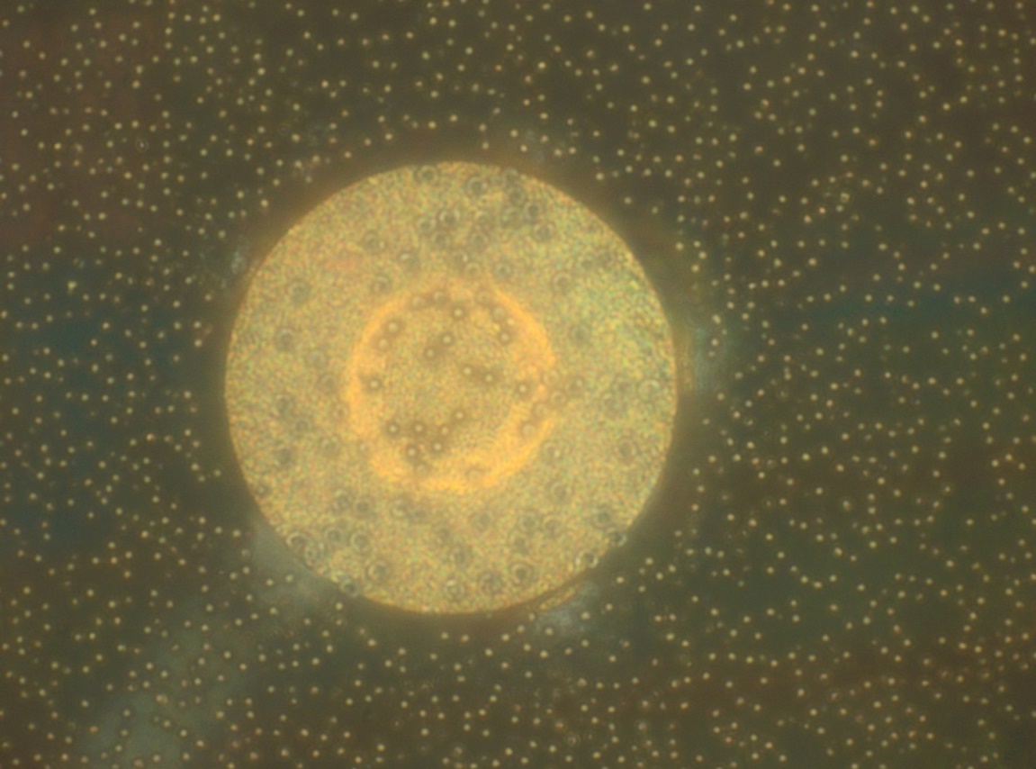 anisotropic conductive adhesive bonding anisotropic conductive adhesive bonding